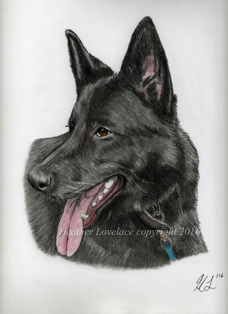 A commissioned portrait of their one of three German Shepherds named Bilbo. Polychromos colored pencils used on 9