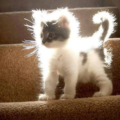 tiffanarchy:
she is enlightened, transcending her corporeal kitty cat form and will soon transform into a being of pure fuzzy lil baby kitten light
