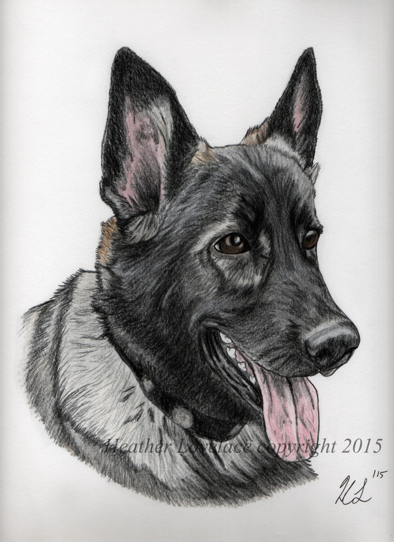 A commissioned portrait of their one of three German Shepherds named Akeemi. Polychromos and Prismacolor colored pencils used on 9?X12? Strathmore paper.
